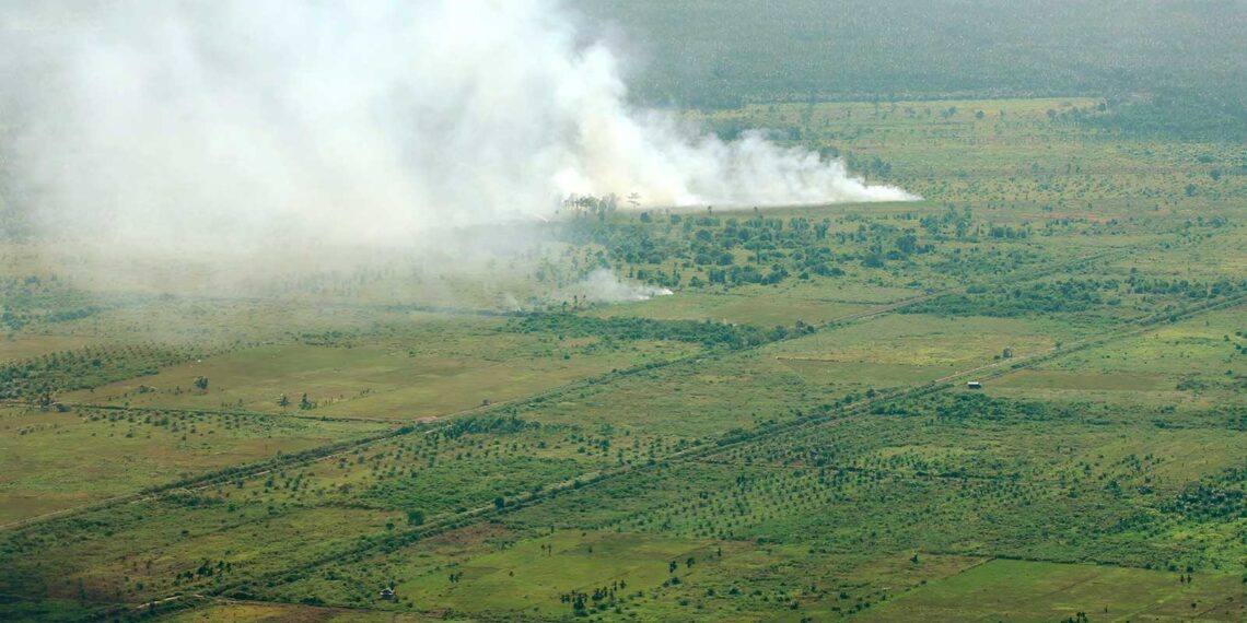 die dunkle seite der palmölindustrie