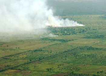 die dunkle seite der palmölindustrie