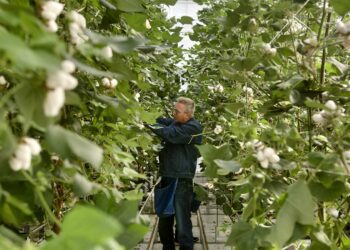 Homegrown Denim: Die erste Jeans aus dem Gewächshaus