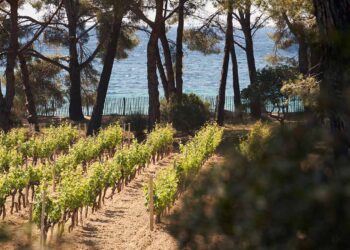 Domaines Ott: Hier ist Rosé nicht Trend, sondern Tradition