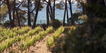 Domaines Ott: Hier ist Rosé nicht Trend, sondern Tradition